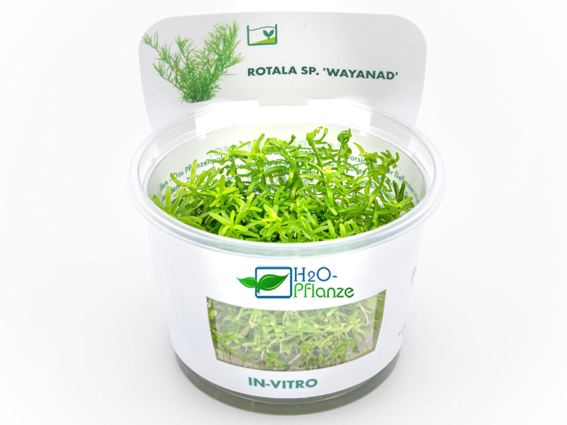 Preview: Grazile Rotala - Rotala sp. ´Wayanad´ in vitro